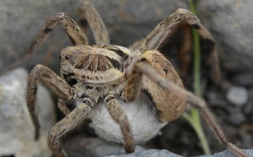 Hogna radiata